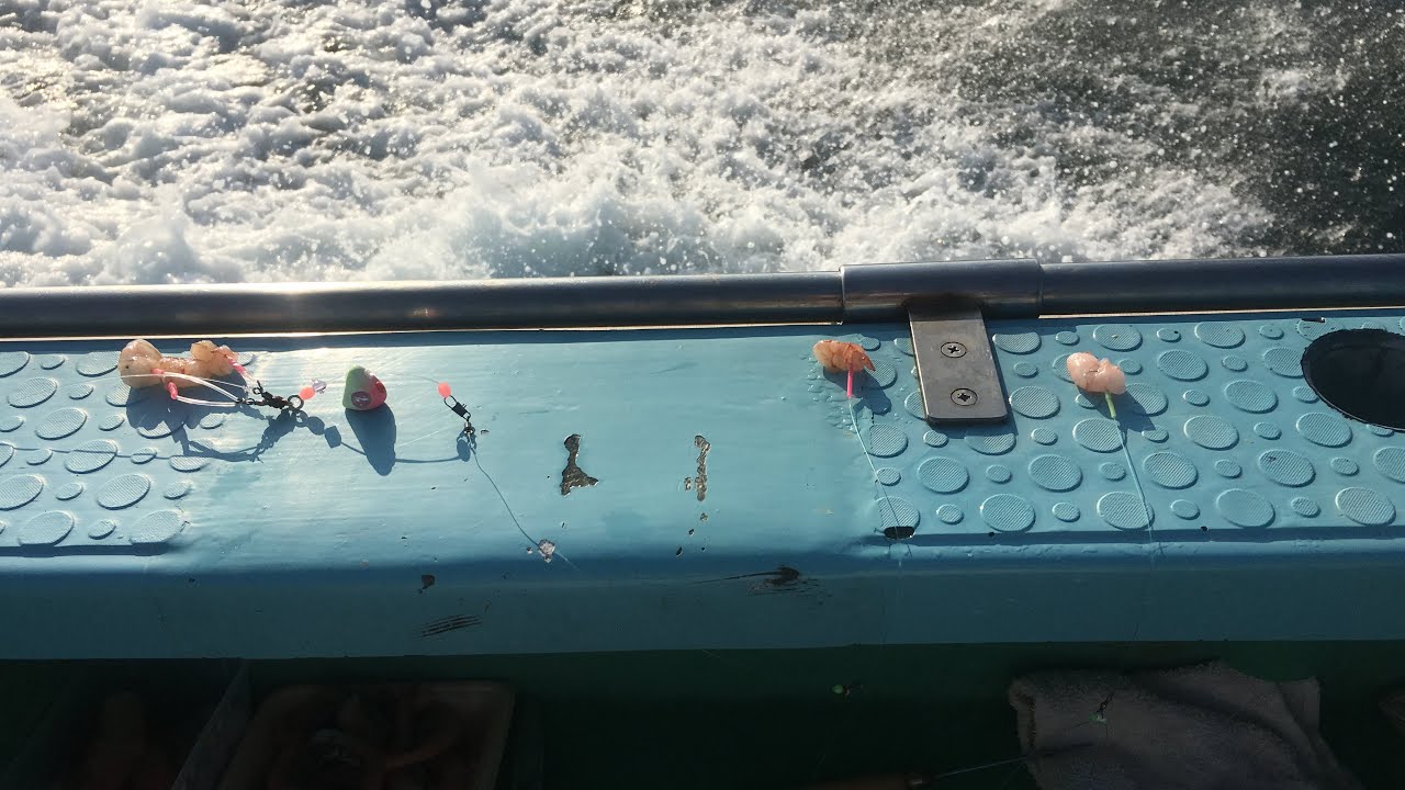 東京湾ショウサイフグ釣り