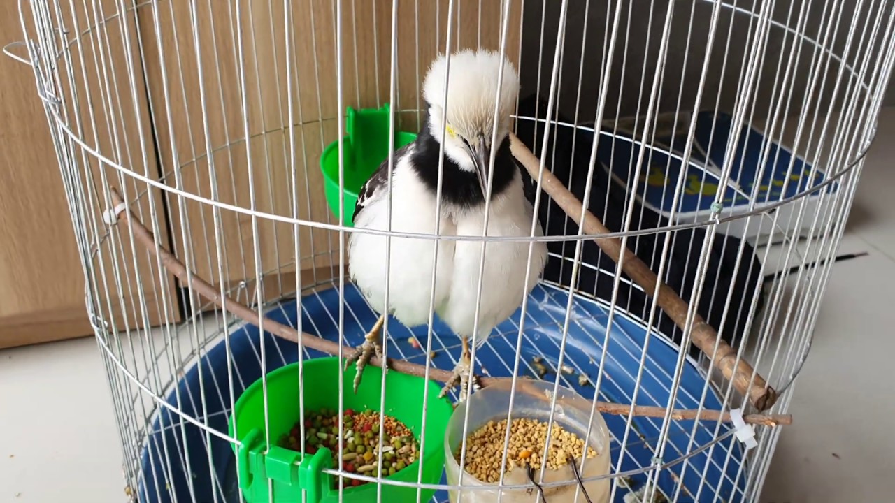 Dạy nói cho chim Cưỡng