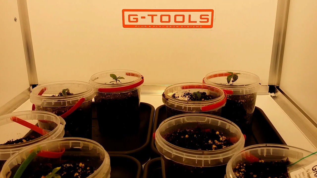 Timelapse 2 in de CNNBS G Kit XL