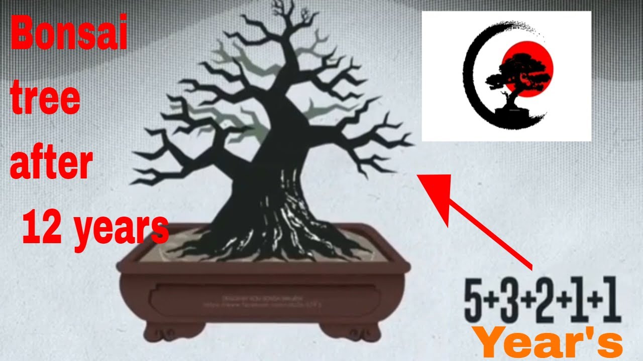 Bonsai tree after 12 years by cutting (animation)