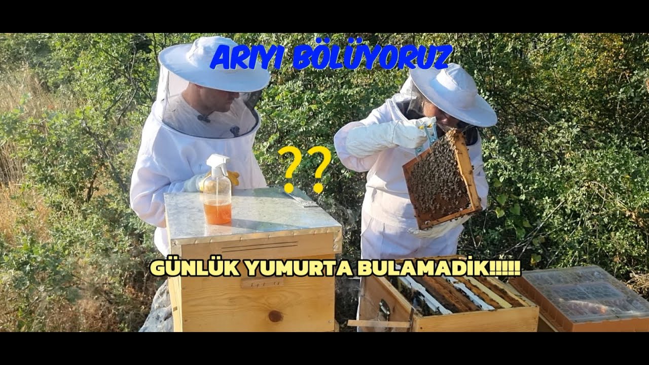 GÜNLÜK YUMURTA YOKTU, PEKİ NASIL BÖLME YAPTIK?