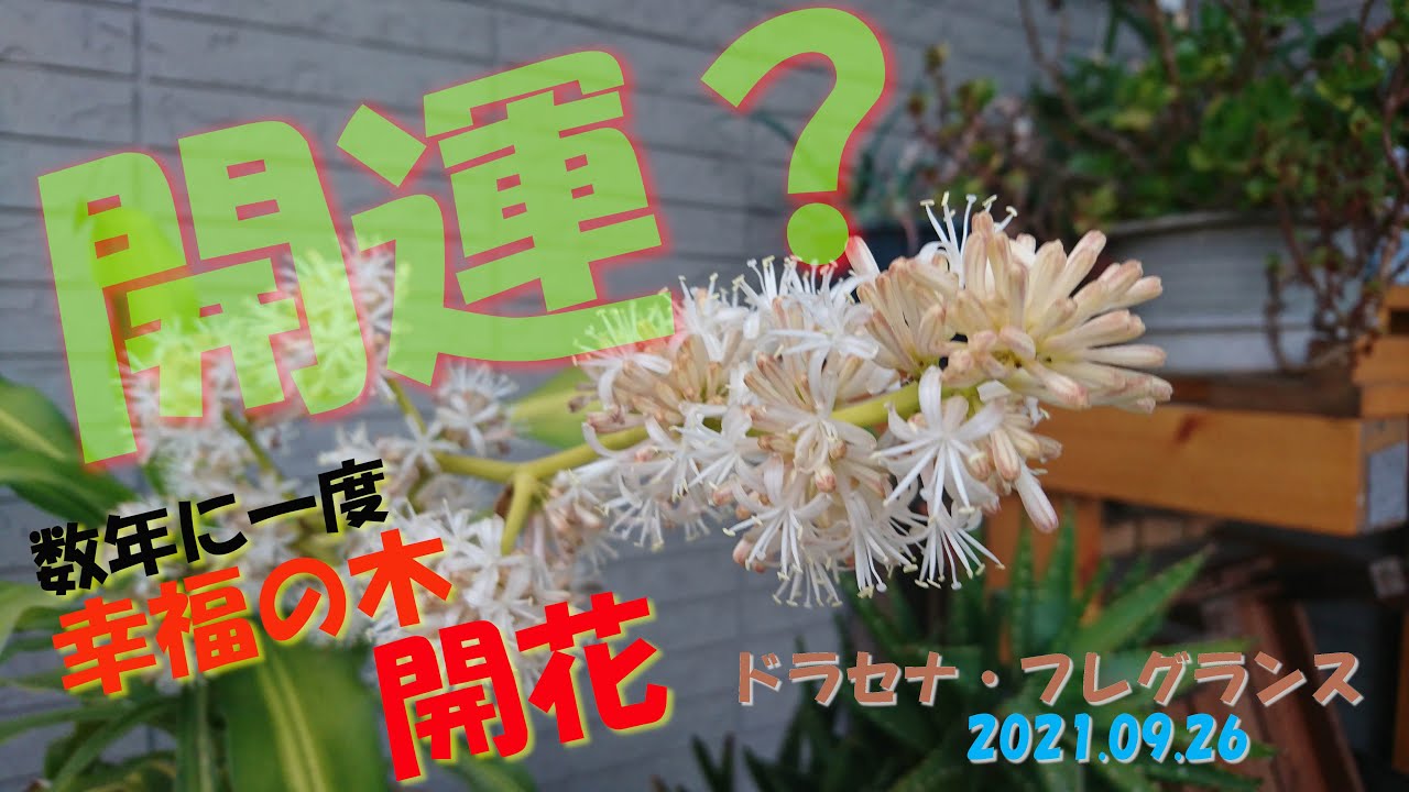 【VLOG】幸福の木(ドラセナ)の開花 　数年に一度の開運？ 2021.09.24