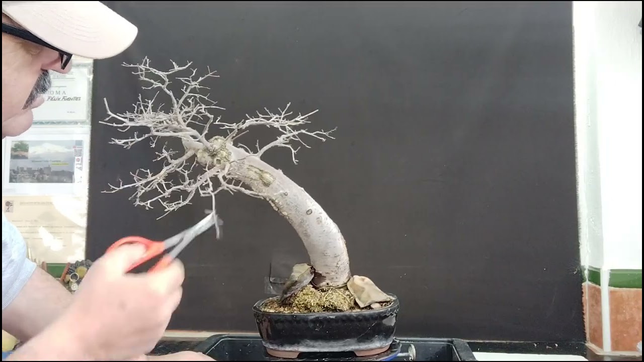 @olmo minor pinzado y limpieza de brotes,únete al canal de #bonsai aficionado👍🌳🔔