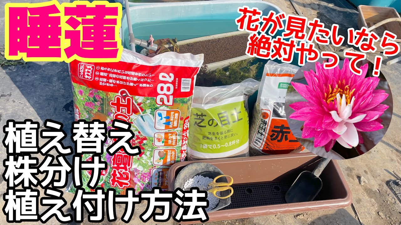 2024年最新！睡蓮の植え替え、株分け、植え付け方法！重要なポイントは○○！メダカ睡蓮ビオトープ