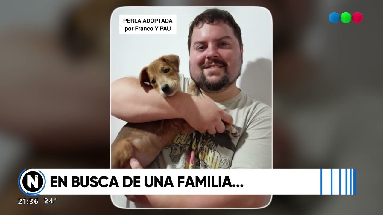 Mascotas en busca de una familia: La posibilidad de adoptar