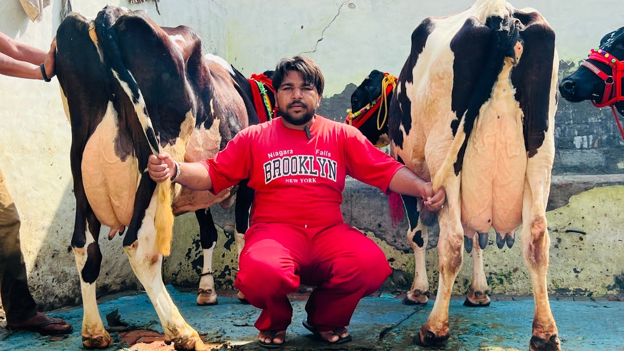 ਹਨੀ ਪੰਡਤ ਸਰਹਾਲੀ ਕੋਲ 4 ਵਹਿੜਾ 2 ਸੂਈਆਂ, 2 ਗੱਬਣ ਤਿਆਰ/ ਸਸਤੇ ਮੁਫ਼ਤ ਵਰਗੇ ਮੁੱਲ/ ਤਰਨਤਾਰਨ 