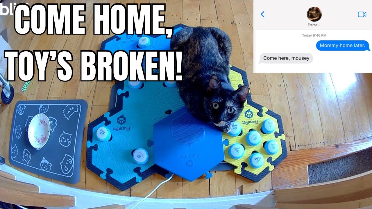 My Talking Cat Texted Me to Come Home and Fix Her Toy!