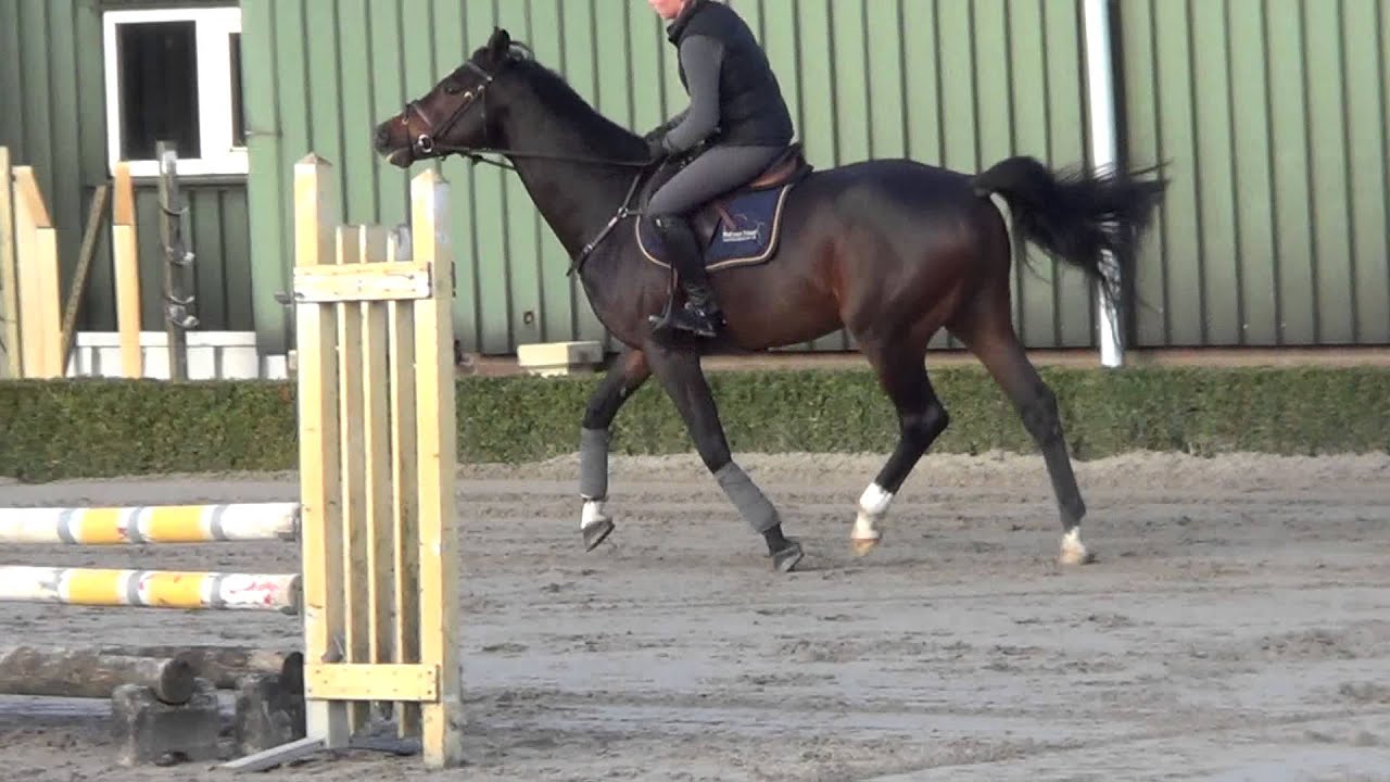 8 yrs hunter Hunter jumping also 1.45 m.