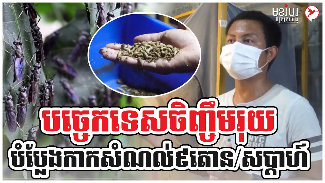 បច្ចេកទេសចិញ្ចឹមរុយ បំប្លែងកាកសំណល់៩តោន/សប្ដាហ៍ | មុខរបរស្រុកយើង