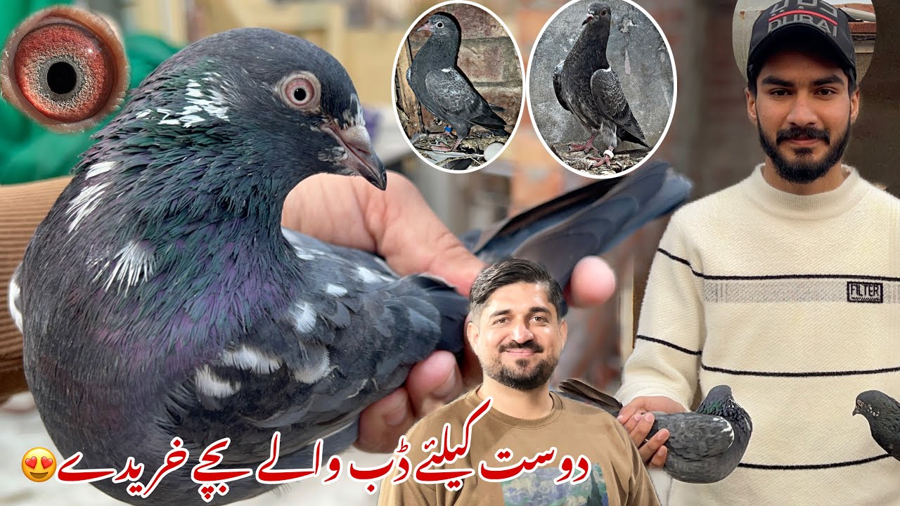 Dost k liye kasuri Dub waly bachy purchase kiye 😍