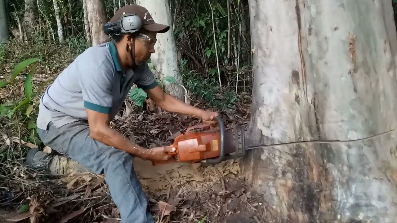 como derrubar uma árvore muito Grossa dó jeito correto