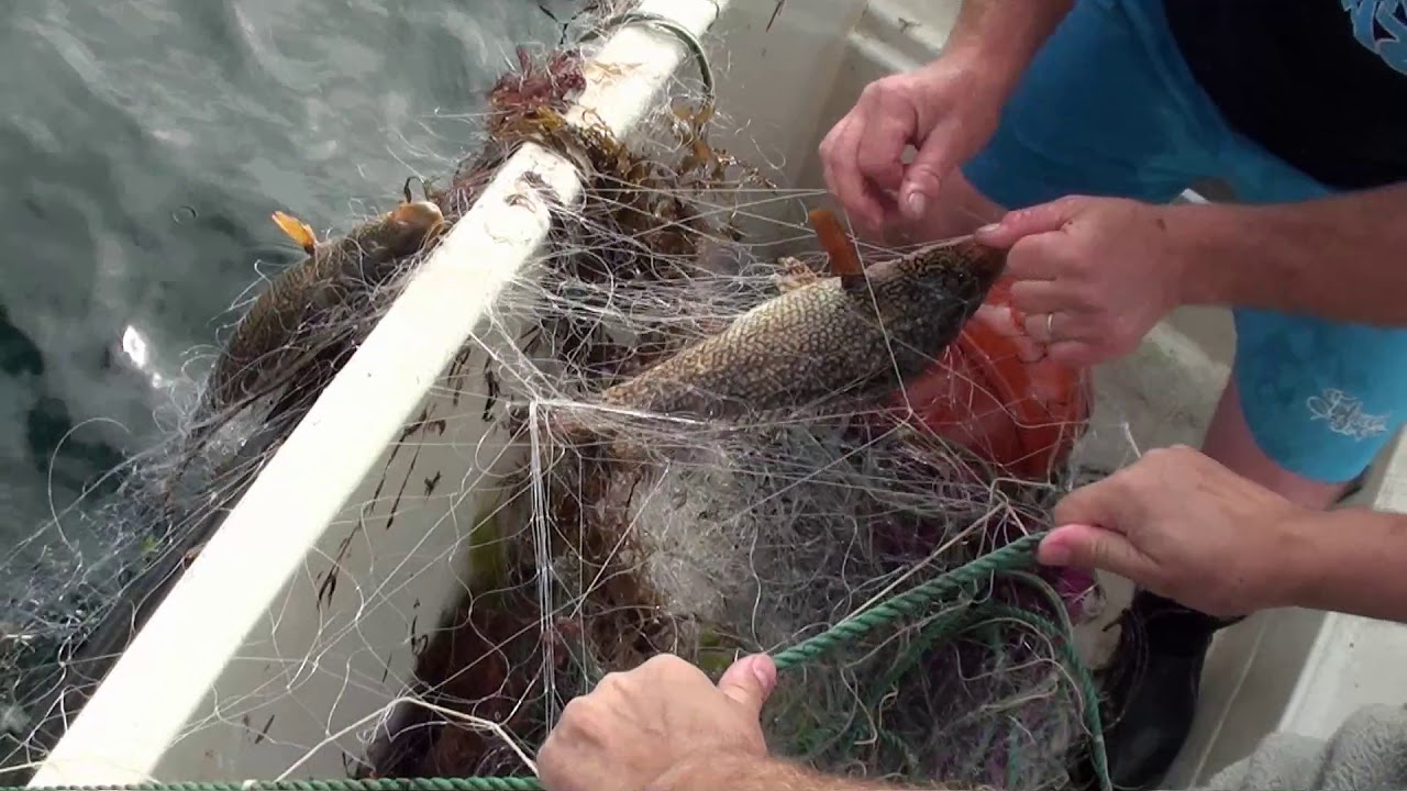 Découverte : Relevage de filet et pêche à la mitraillette