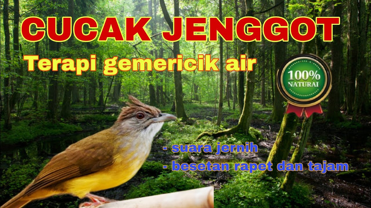 SUARA BURUNG CUCAK JENGGOT DENGAN GEMERICIK AIR || UNTUK TERAPI DAN MASTERAN MURAI BATU