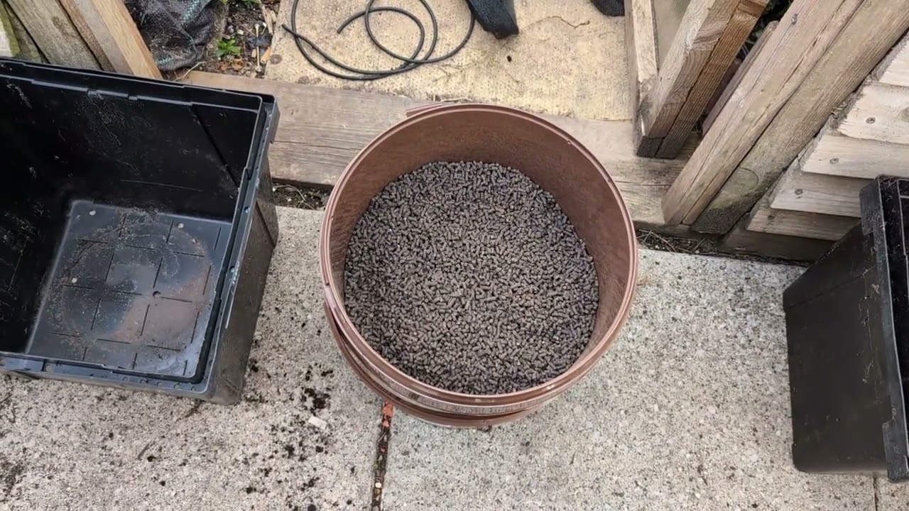 June 12, 2025 Planting Shop Bought Seed Spuds in Buckets