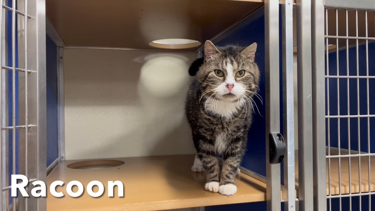 Meet Raccoon, The sweetest cat you will ever meet