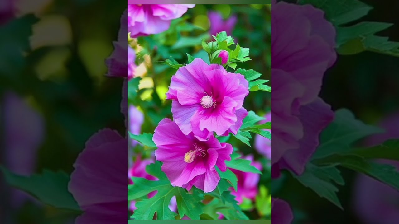 Beautiful Flowers 💐🌺