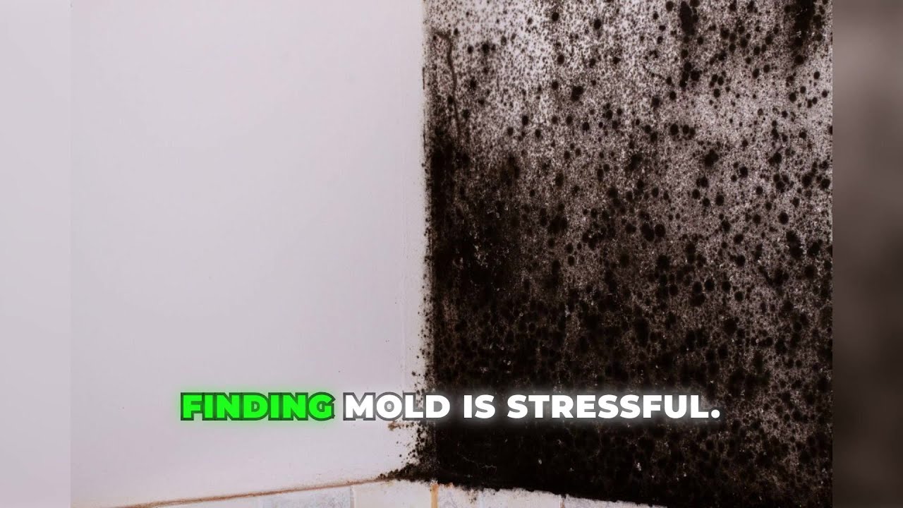 5 Critical Questions to Ask Your Nashville Mold Testing Company
