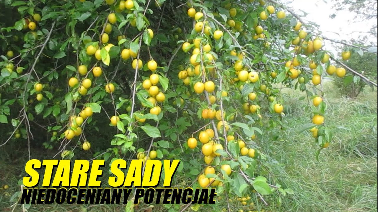 DARY NATURY Stare sady i dzikie owoce (2020)