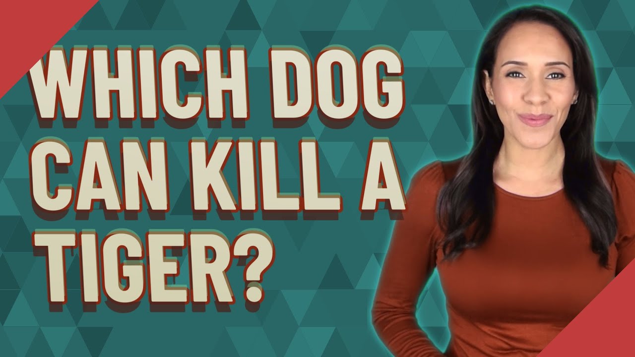 Which dog can kill a tiger?