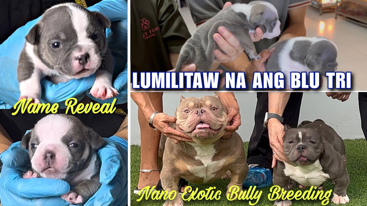 BLUE TRI LAHAT???? | JBROSPH KANG X WKENNEL BULGARIAN OFFSPRING | NANO EXOTIC BULLY | SAM WALASTIK 
