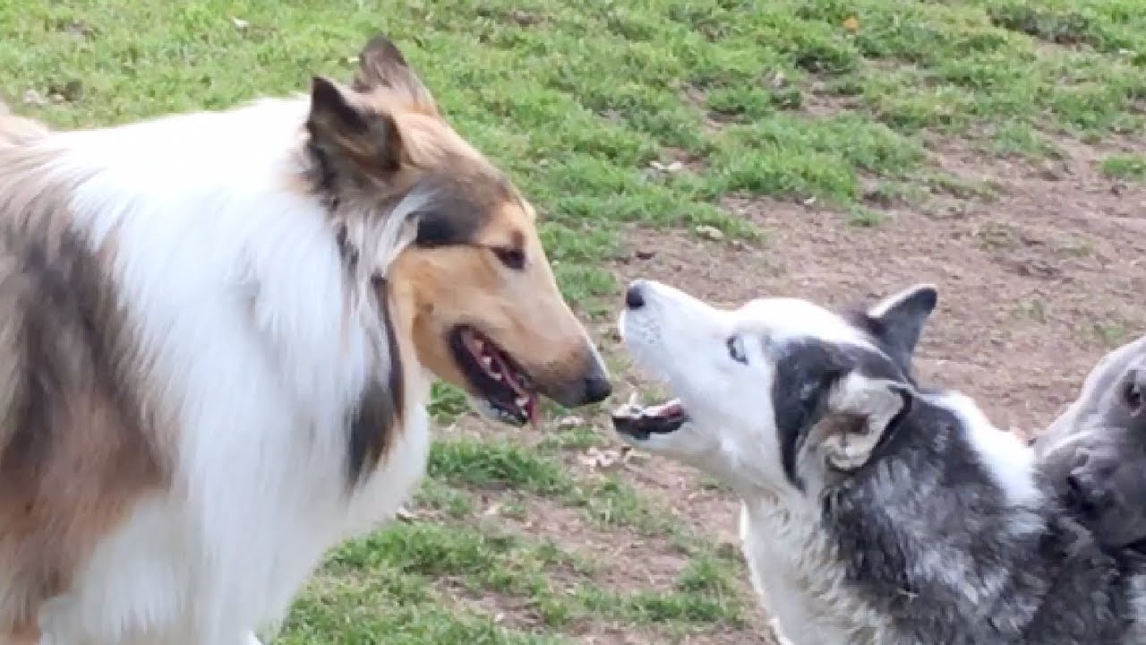 Patient Dog Gets Annoyed