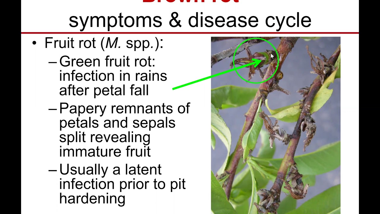 Stone Fruit IPM: Brown Rot