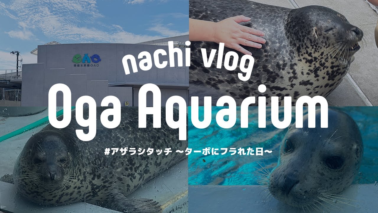 〈 夏休み限定イベント② 〉ターボを触りたい…!! / 男鹿水族館GAO夏休み限定イベント「アザラシタッチ」に参加する〈 水族館巡り 〉