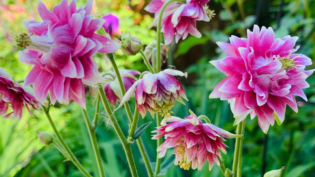 Tracy’s Relaxing Late Spring Garden Tour with Plant Names // Early June 2021