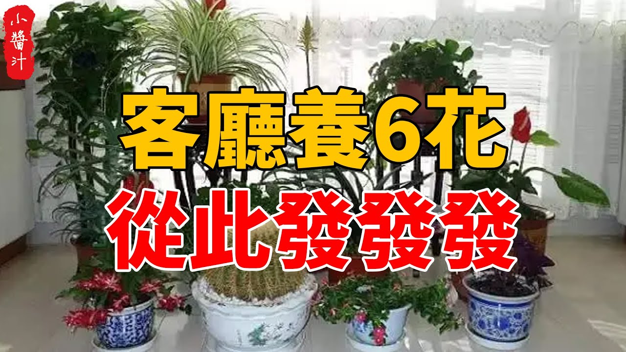 客廳養6花，從此發發發，聰明人早養了！#生活小醬汁