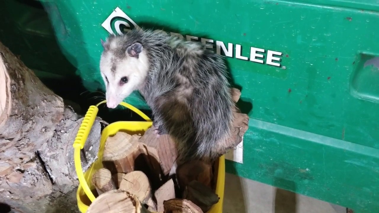 How to remove possum from your basement