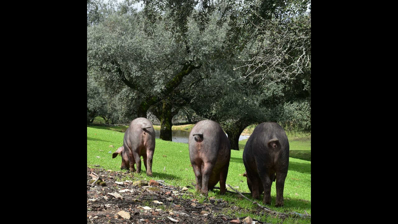 Evolución de parámetros analíticos durante el periodo de engorde en montanera de cerdo ibérico