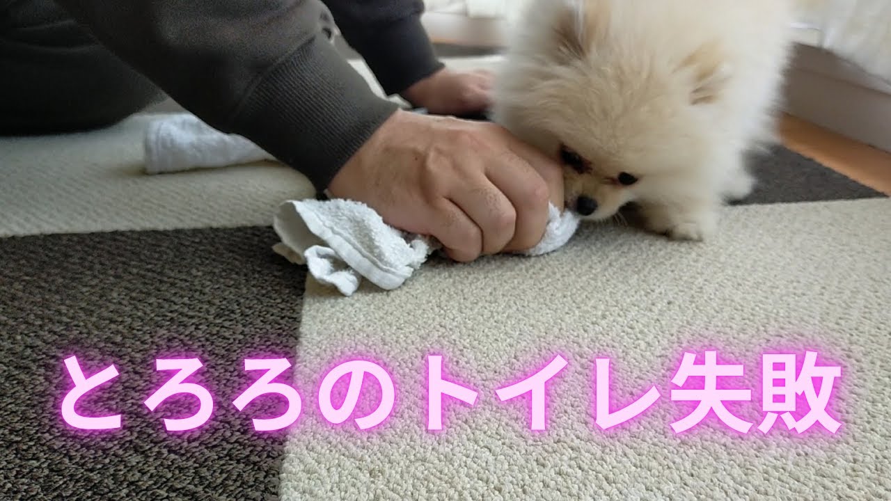 とろろのトイレ失敗