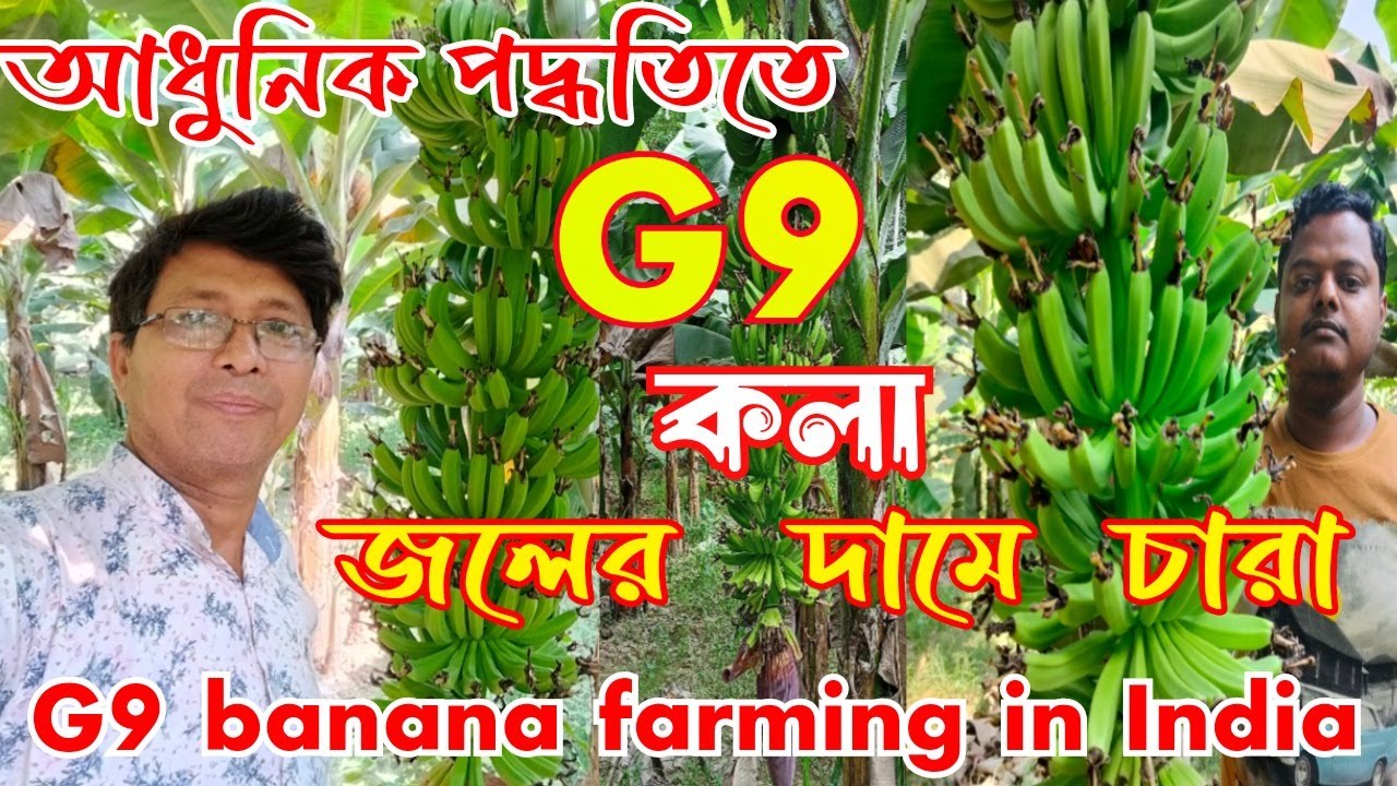 বাংলার মাটিতে বিদেশী G 9 কলা চাষে অধিক লাভের কারন  G9 केले की खेती पुरी जानकारी  G9 Banana Farming