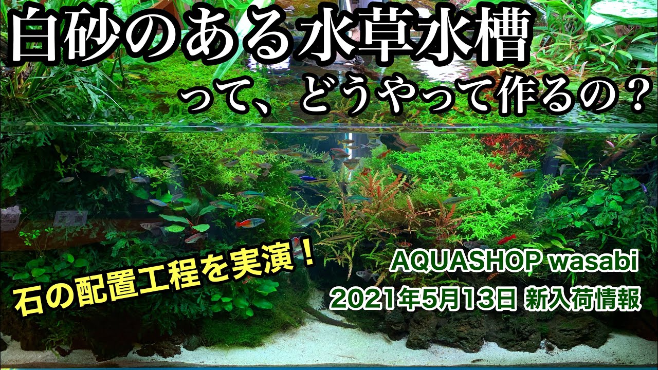 白砂のある水草水槽の作り方 AQUASHOP wasabi２０２１年５月１３日新入荷情報ＡＤＡネイチャーアクアリウム立ち上げ初心者、ソイル敷き分け水草水槽、流木レイアウト、石組レイアウト、山水石