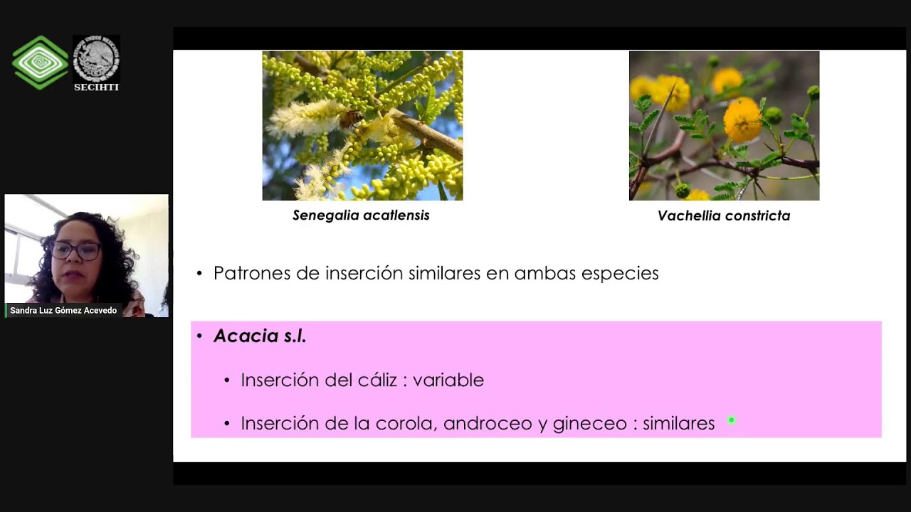 Patrones de inserción de 