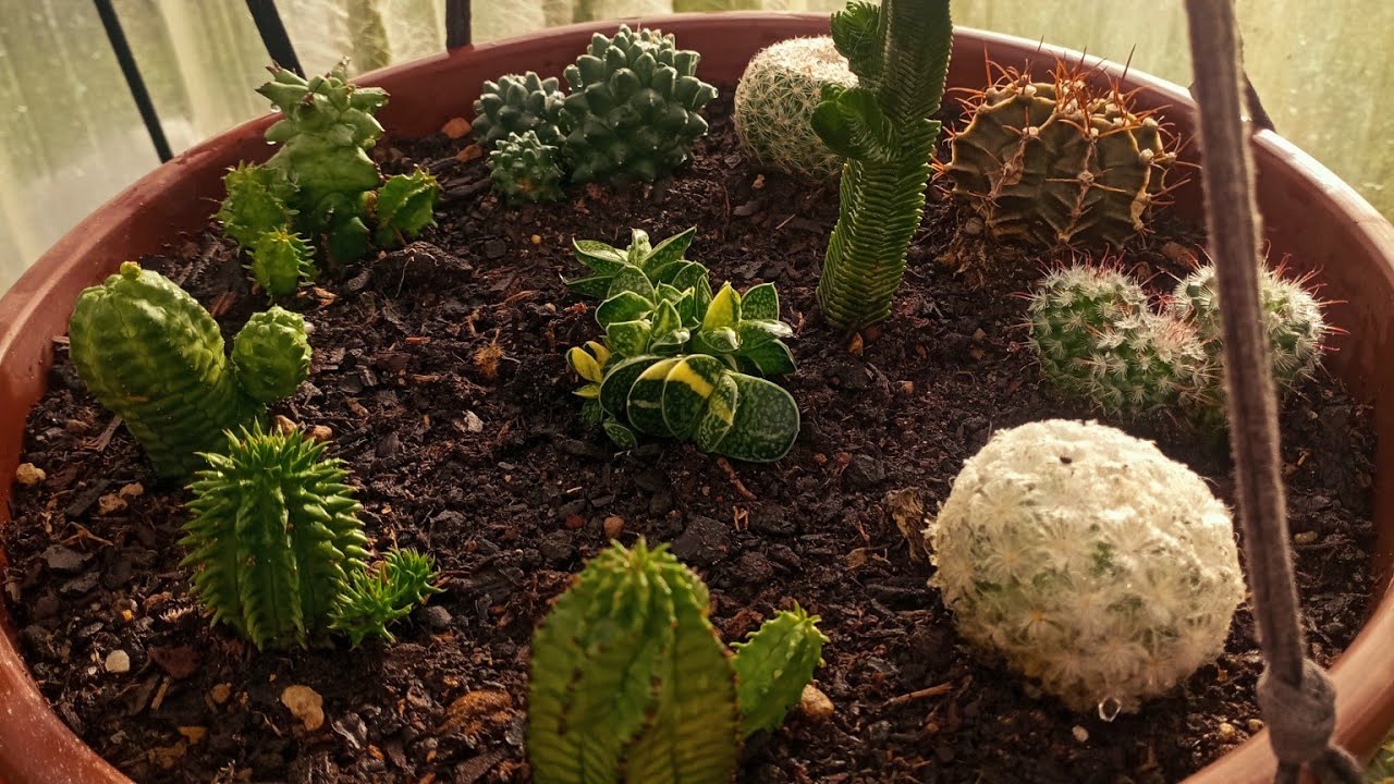 Novas plantas uma bacia com cactos 