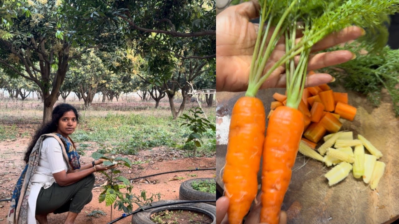 పొలంలో పండిన తాజా క్యారెట్,baby corn తోకూర,coffee plant కి పూలు వచ్చాయి/coconut milk soup/madhuvanam