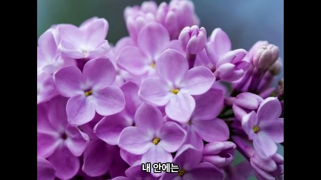 꽃처럼 너처럼          시인  박기범