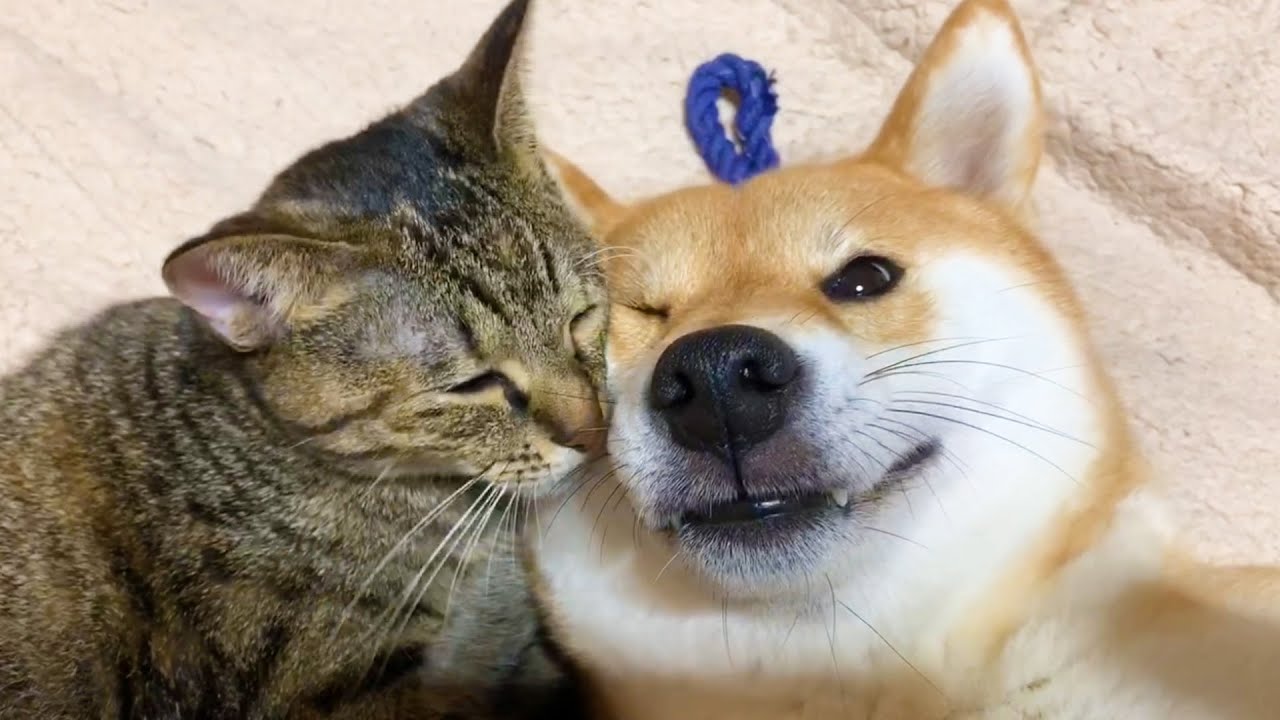 子猫を保護して天使のように成長した猫リリと柴犬にアピールタイムを再開した猫リム She is kind to Shiba Inu and Kitten