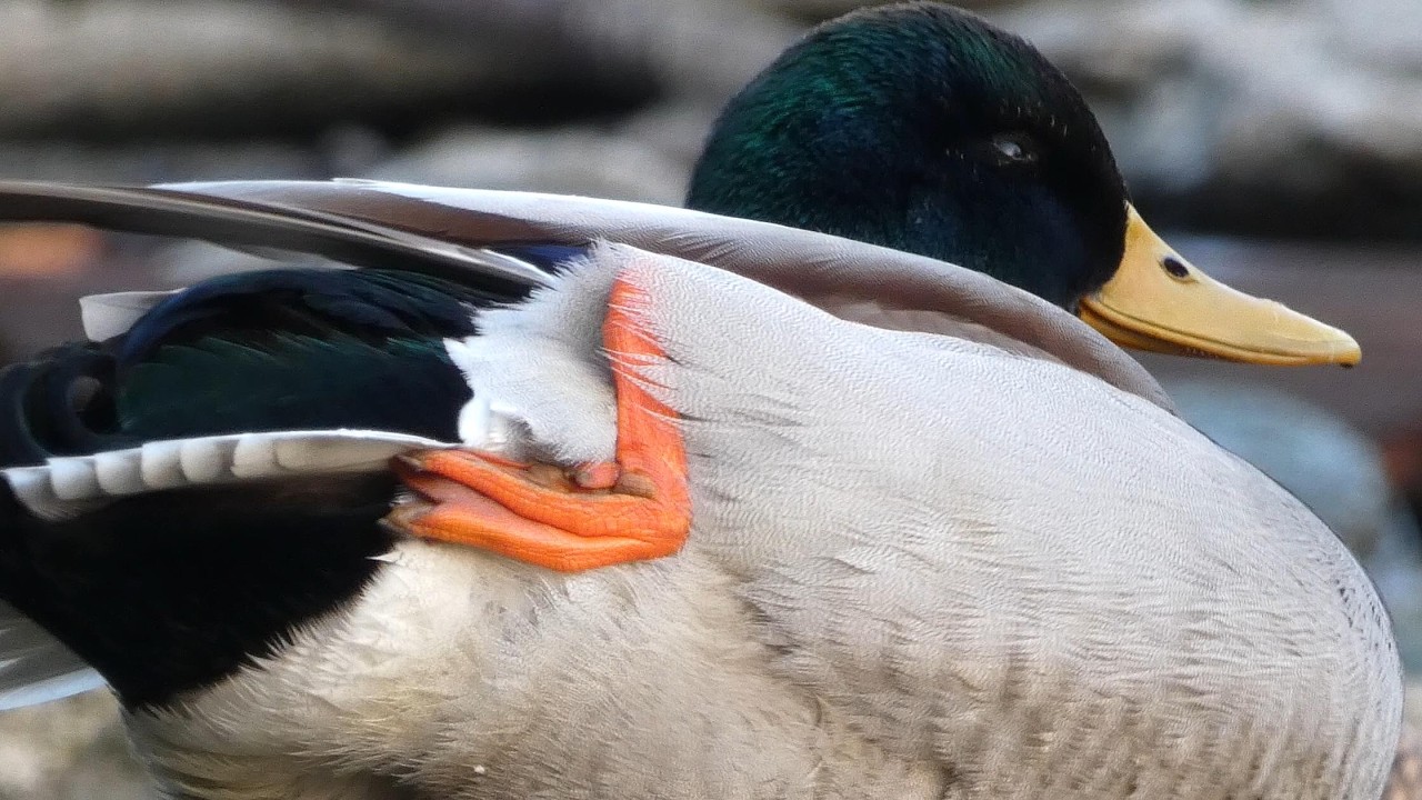Mallard Duck Couple (Anas platyrhynchos) - headless drake blocks the view, becomes the view (4K)