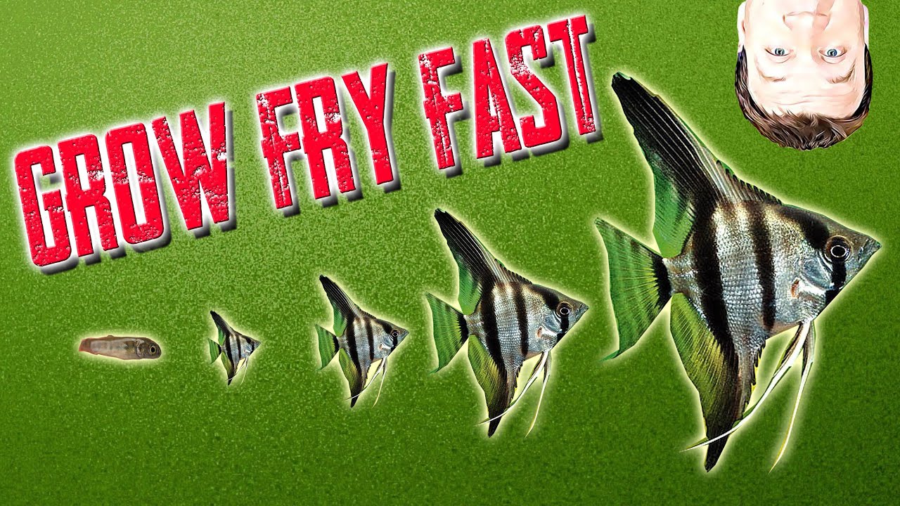 How to Grow Baby Fish Fry Fast and Easy: DIY Fry Incubator
