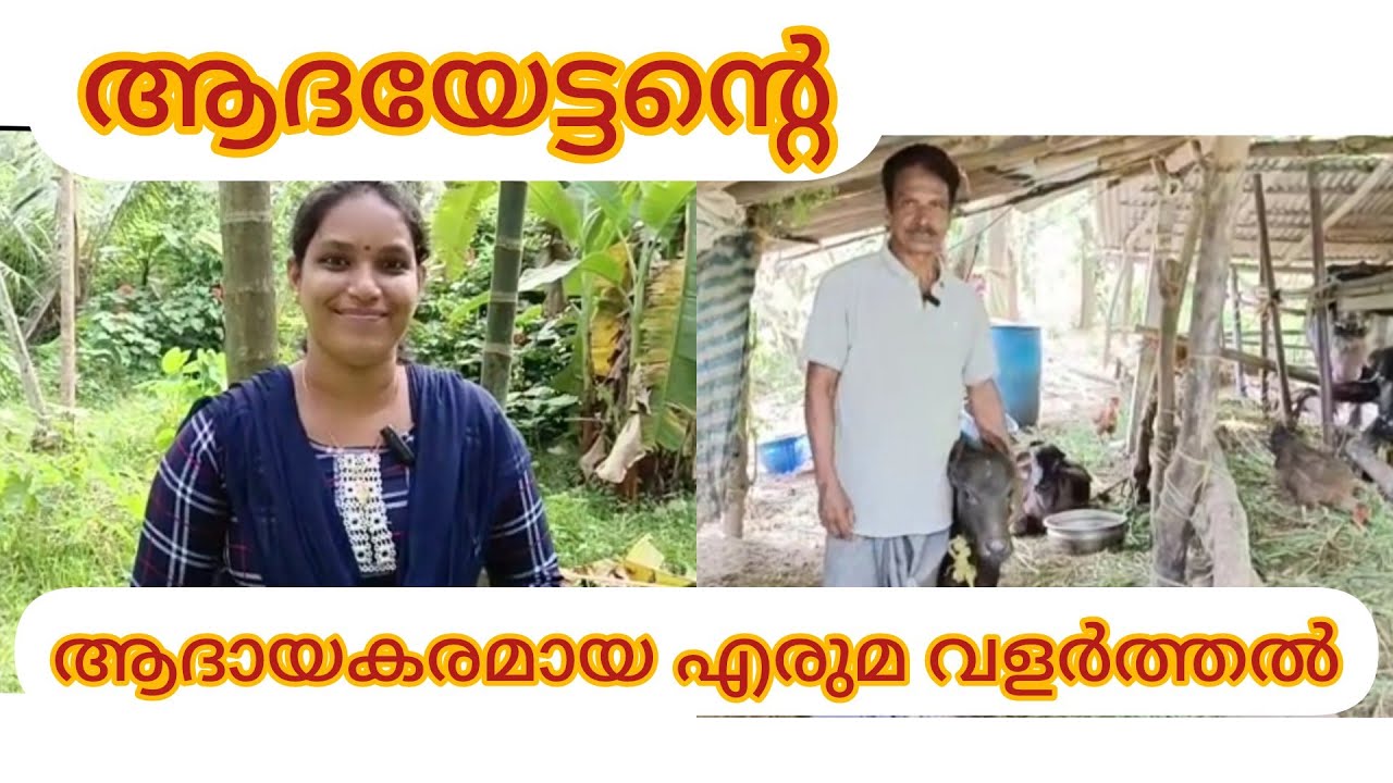 പോത്തുകളെയും എരുമകളെയും വളർത്തുന്നവർ ഇതുപോലുള്ള മസാജിങ് ചെയ്താൽ...9495882937