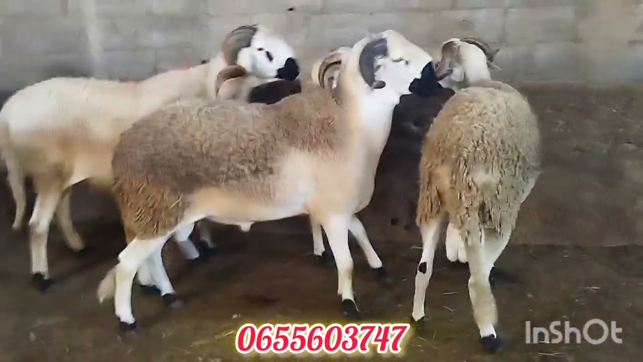 خيرات البلاد 4 الفحول من الطراز الرفيع معروضين للبيع @أنوك 18/2/2026 #reels 