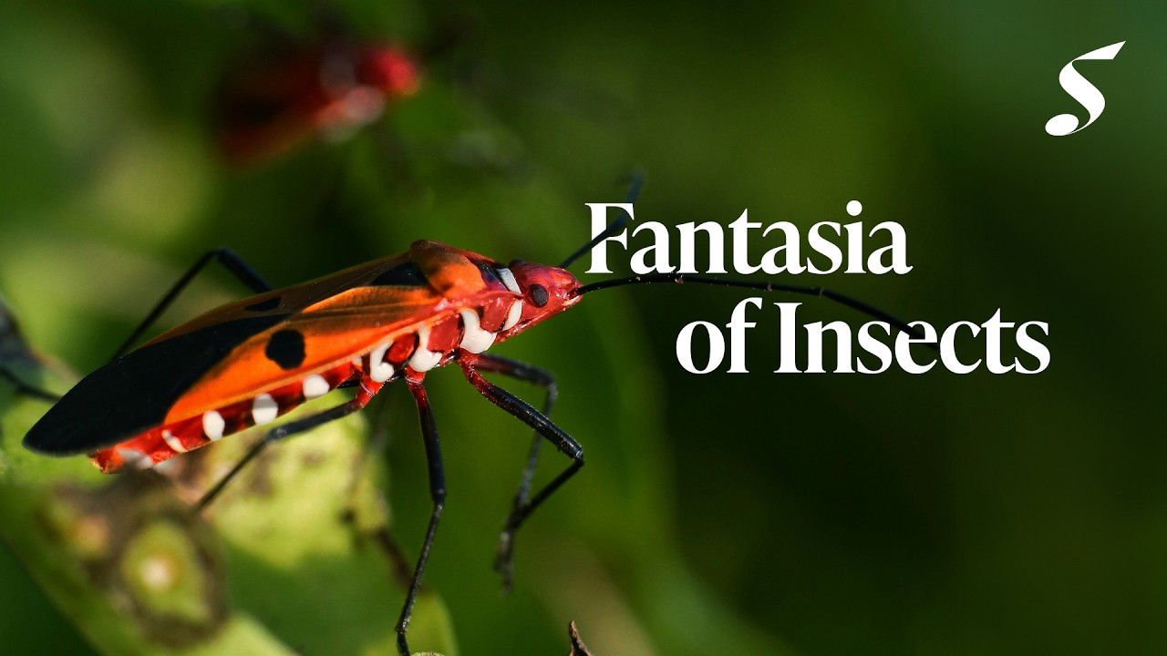 Fantasia of Insects《昆虫幼想曲》by Kam Kee Yong