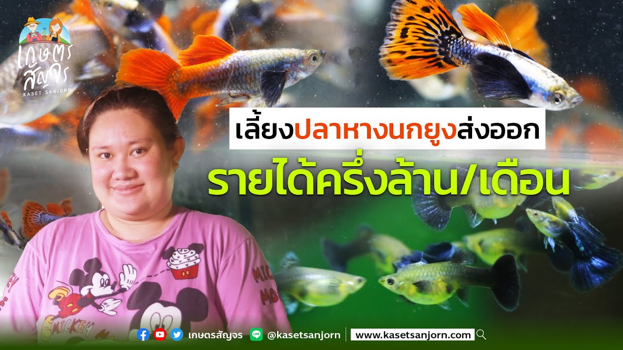 เลี้ยงปลาหางนกยูง สร้างรายได้ครึ่งล้านต่อเดือน - เกษตรสัญจร