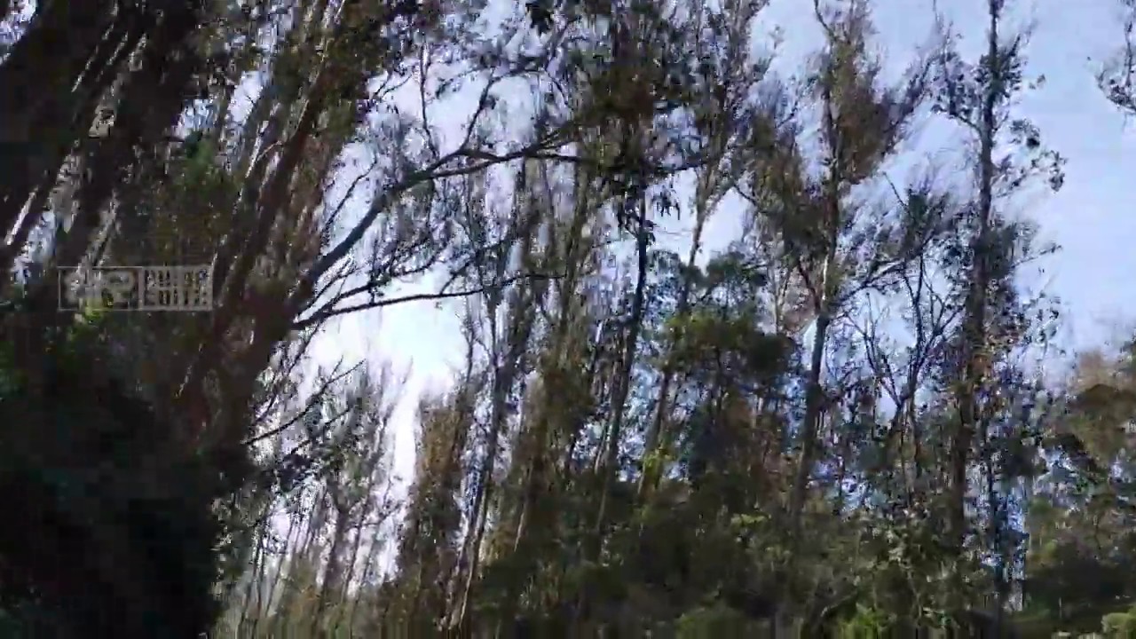 #Moongil kaadugale #ooty tour #mobile clips