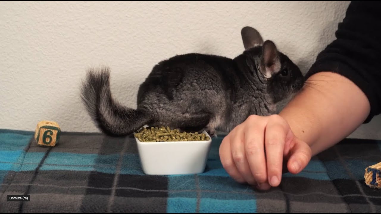 Can Chinchillas Live Alone?