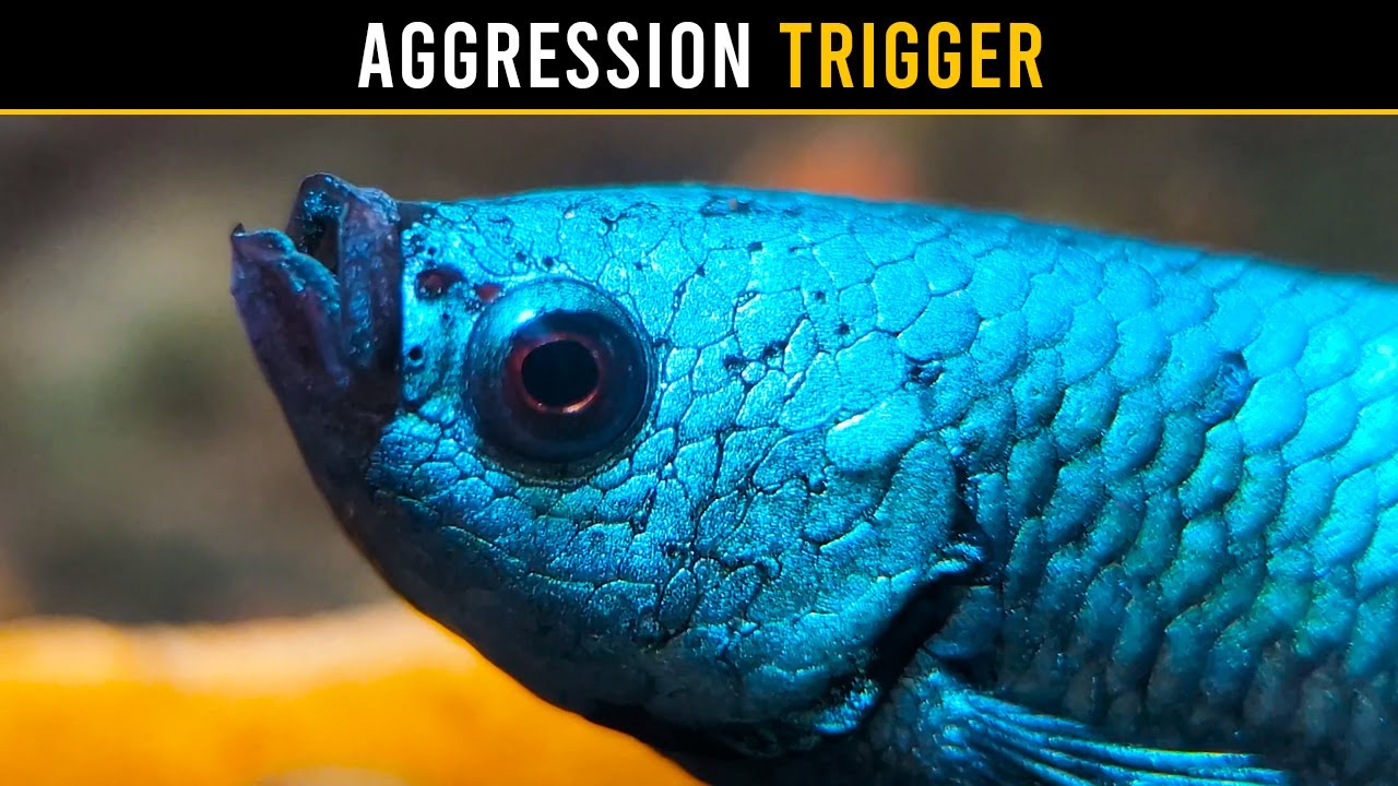 Betta Fish Aggression: What You're Getting WRONG!