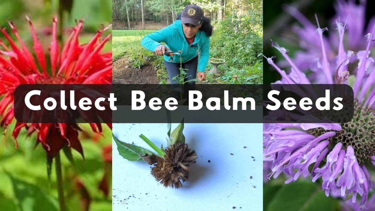 How To Collect Bee Balm Seeds 🌱Harvest Store Save