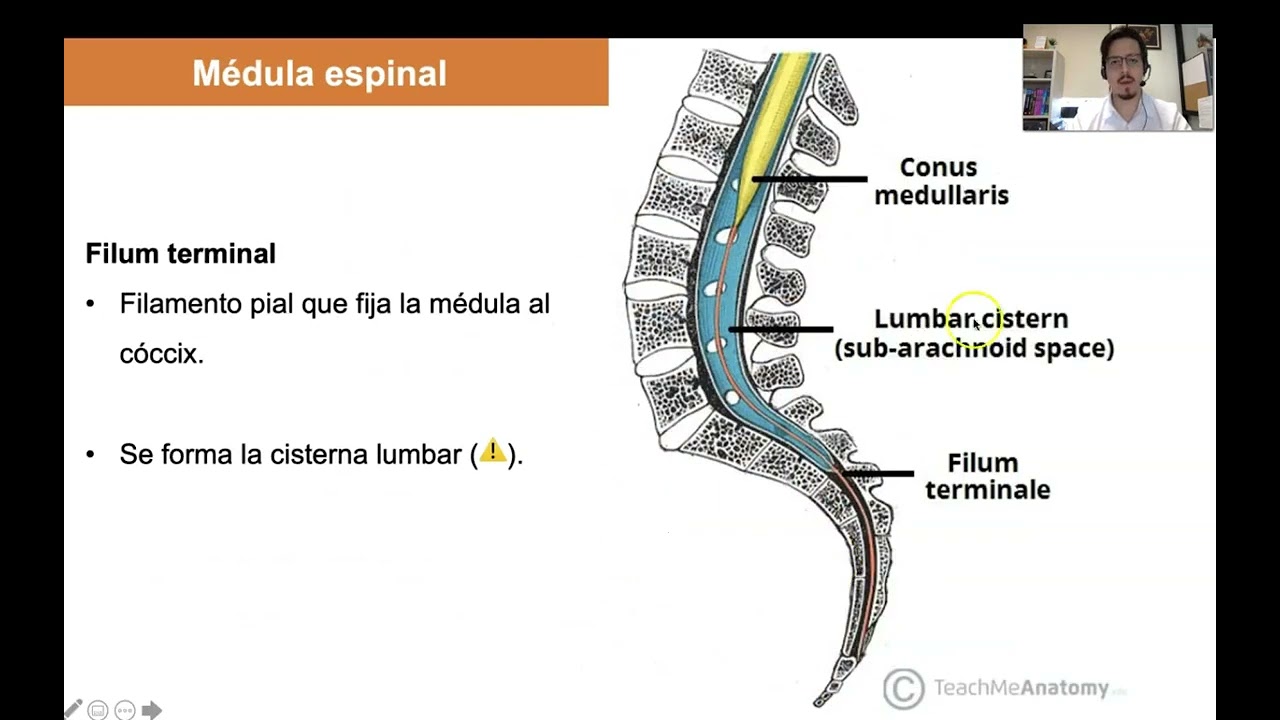 Tema 4. Generalidades de la m&eacute;dula espinal